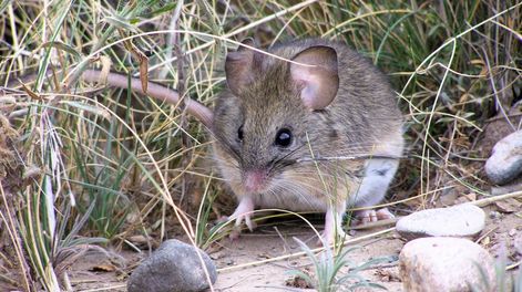 Ejemplar de Phyllotis vaccarum (ratón orejudo) capturado a 3.000 m en la reserva natural Manzano Histórico-Portillo de Piuquenes. Foto Paola Sassi.
