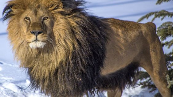 En septiembre de 2018, el león Chupino abandonó su recinto de tierra y piedra ubicado en el ex Zoo de Mendoza para comenzar una nueva vida en el WildCat Sanctuary de Minnesota (Estados Unidos), Los cambios en su vida fueron notables, desde lo físico (musculatura y melena) hasta su actitud. Foto: Geraldine Vidal / ONG Enfoque Animal.