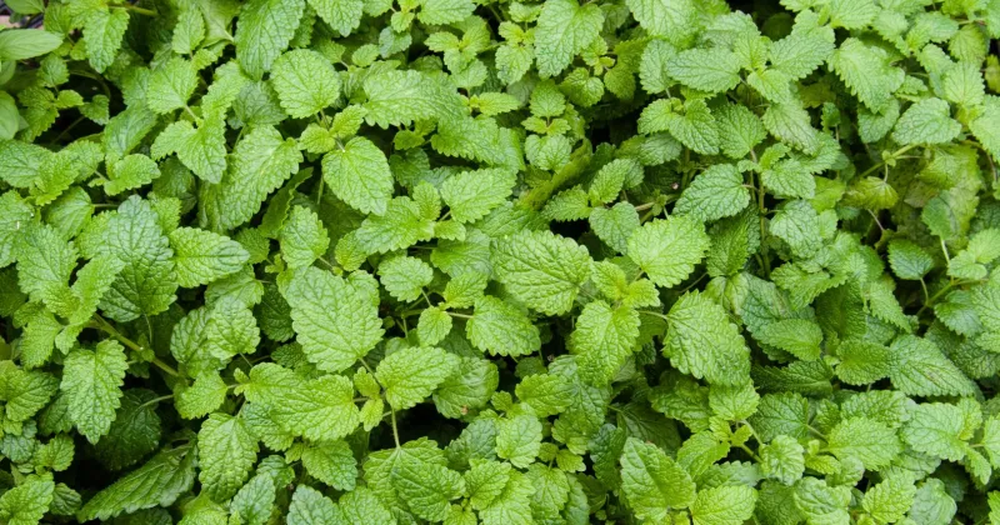 Esta planta puede ser tu solución económica y ecológica para eliminar cucarachas