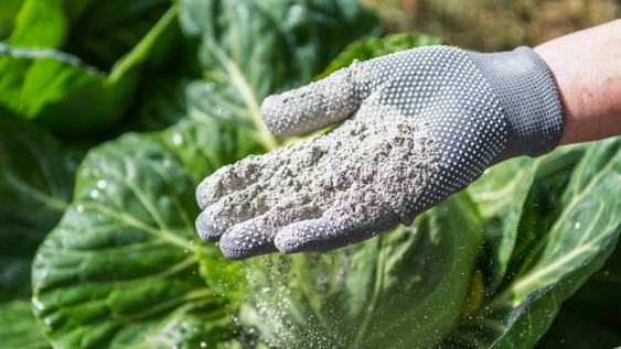 no tires las cenizas del asado, son un tesoro: por que reciclarlas es ideal para cuidar tus plantas