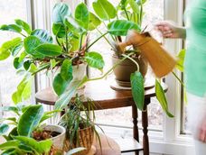Las plantas de interior necesitan un cuidado diferente en invierno.