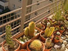 Colocar el cactus en el balcón refuerza la idea de marcar un límite energético.
