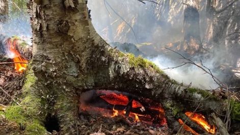 Un incendio en el sistema de raíces quemando el suelo, en el área de Deer Leap Mountain, Killington, EEUU. Foto/Murray McGrath.