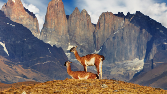 visitar los destinos mas exoticos de chile: como llegar y ver la mayor cantidad de animales