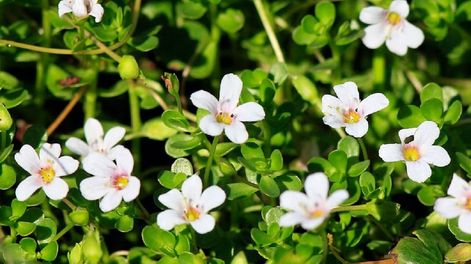 Bacopa (Bacopa monnieri), la planta medicinal con potenciales efectos sobre el ánimo y la memoria (Imagen ilustrativa / Web)