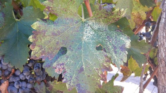 Los virus infectan a las plantas produciendo enfermedades de significancia, y es importante estudiarlos para mitigar sus efectos nocivos.