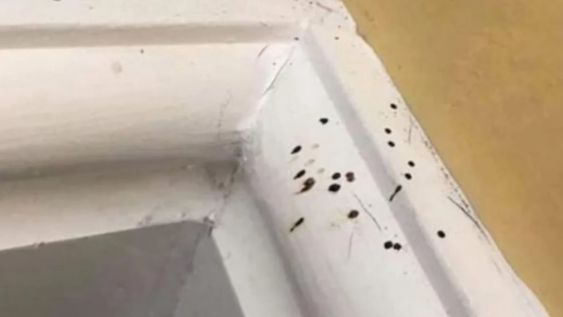 Publicó fotos de unas manchas en la pared y le dijeron que tuviera cuidado con lo que las estaba provocando