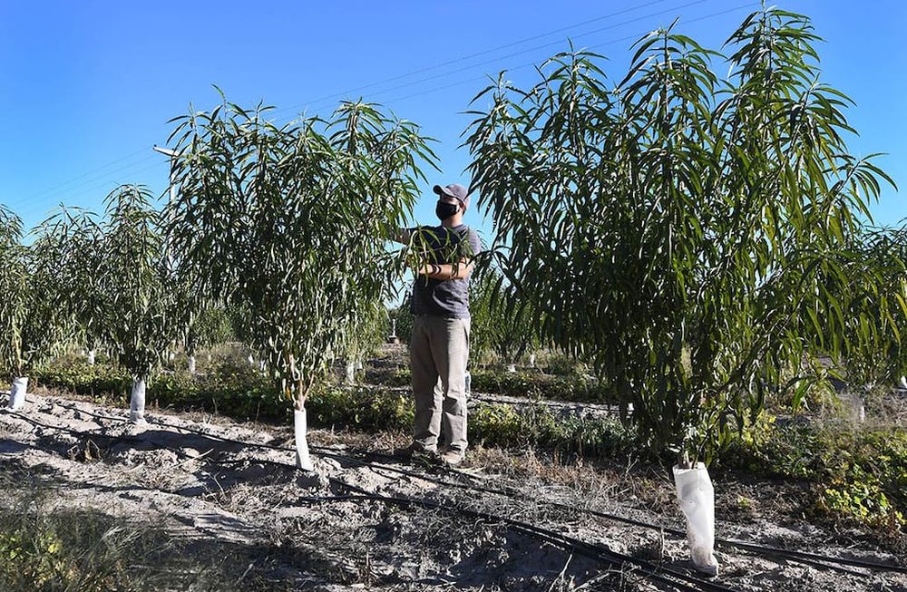 José Morales arrancó con la plantación en los 90 y está ubicada en Villa Seca. De hecho, la mitad de la fruta que elaboran en la conservera AVA es de producción propia. / Foto José Gutierrez / Los Andes