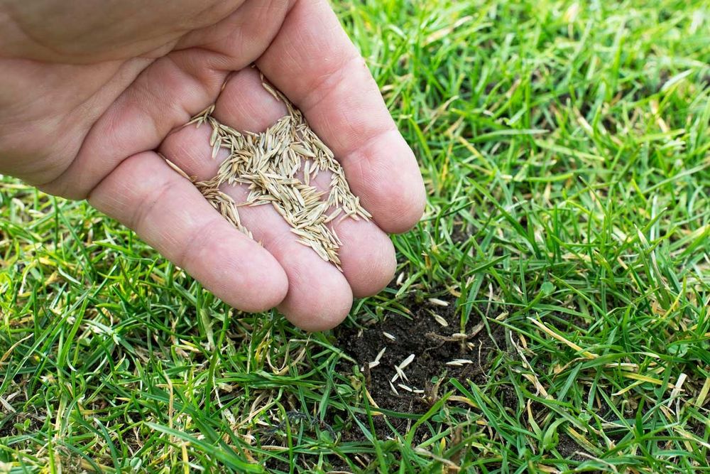 8 semillas de rápido crecimiento para un césped exuberante en primavera, aprobadas por profesionales