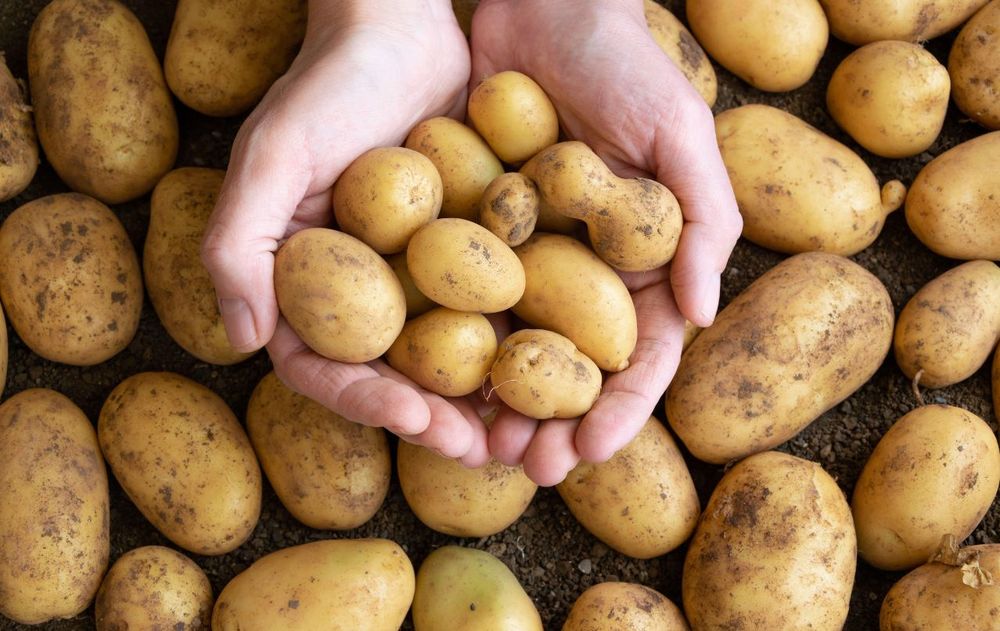 Sus nutrientes son indispensables para el cuerpo.