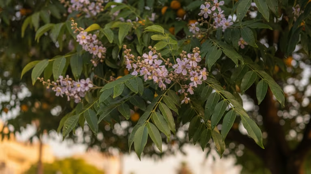 El arbol transforma jardines y potencia la jardiner&iacute;a gracias a estas asombrosas plantas.