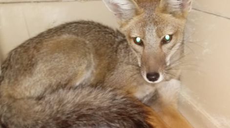 Los Andes | Preocupa la matanza y ataques a zorros grises en Mendoza: en menos de 4 meses hubo, al menos, 9 casos. Foto: Gentileza Fundación Cullunche.