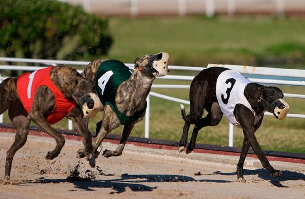 Doping positivo para un galgo: le habían dado cocaína para que ganara una carrera