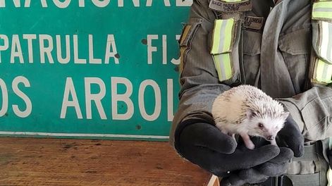 Los Andes | El pequeño erizo albino africano de decomisado en Uspallata.  / Gentileza Gendarmería Nacional