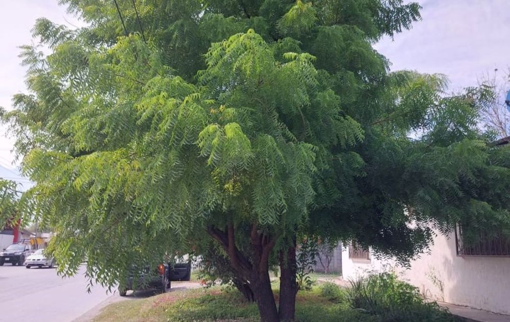 Las propiedades de este árbol lo convierten en una opción ideal para quienes buscan mantener un jardín ecológico, libre de químicos y con un aspecto siempre prolijo.