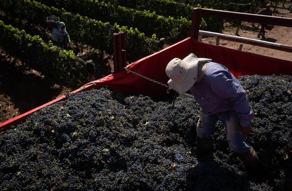 Desde el INTA planean presentar y discutir el plan en las distintas regiones vitivinícolas del país, la intención es que sea de forma presencial. Foto: Ignacio Blanco / Los Andes