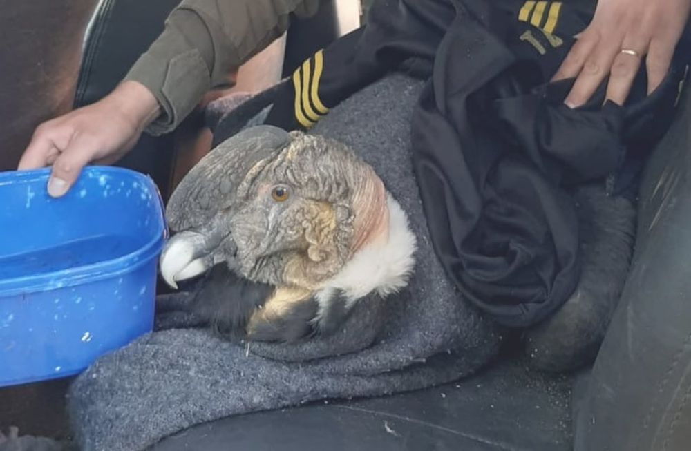 Rescatan a un cóndor andino en Malargüe, especie que está en peligro de extinción. /Gentileza