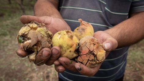 Los Andes | Otra vez el granizo castigó al Este: una tormenta de 15 minutos y todo un año de trabajo perdido. Foto: Ignacio Blanco / Los Andes (Imagen ilustrativa)