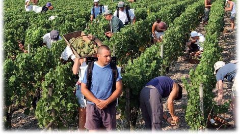 La falsificación de la denominación de origen vínico - Por Valentín Francisco Ugarte