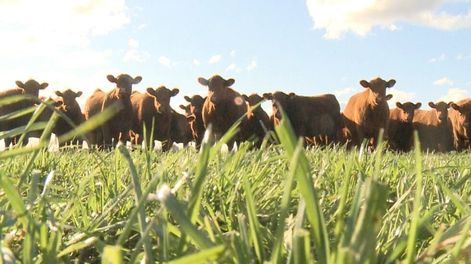 Ganadería: ganado vacuno y clima, elogio del villano - Por Ernesto F. Viglizzo