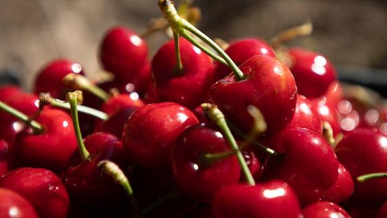 Además de tener en la mira al gigante asiático, se quiere diversificar con ventas a varios países de Europa, Estados Unidos, Brasil y Oriente Medio. / Foto: Ignacio Blanco / Los Andes