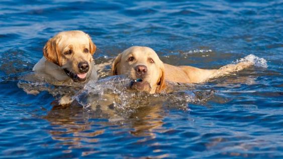 Video viral: un labrador rescató a su amigo y no dejó que se lo llevara la corriente