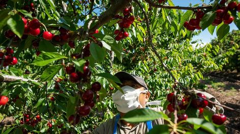 Los Andes | Contra lo esperado, la cosecha será un 14% menor a la de 2020. Sin embargo, con 4.100 toneladas pronosticadas, el número sería mejor que los de 2018 y 2019. / Foto: Ignacio Blanco / Los Andes