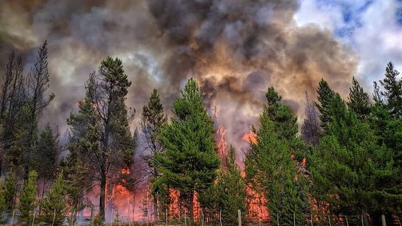 Imputaron a seis personas por haber hecho una fogata y no haberla apagado adecuadamente, lo que derivó en un gran incendio forestal en El Bolsón. Foto: Andres Calfulef
