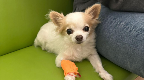Nini, la perrita diagnósticada con cáncer que ya recibió 19 quimioterapias.&nbsp;