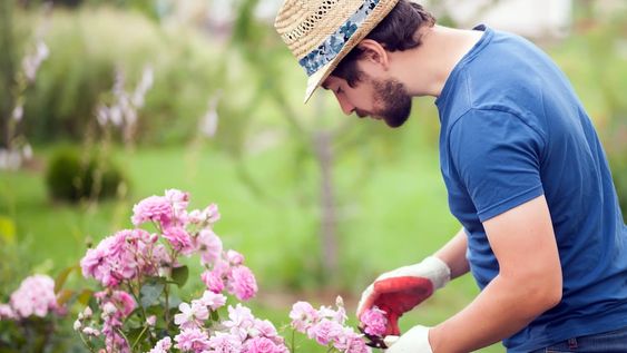 Para estimular la floración, saquemos siempre las flores viejas cortándolas por encima de una hoja que tenga al menos cinco foliolos.