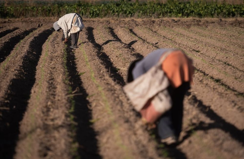 Precariedad laboral en el campo mendocino, la cara oculta del agro local. Foto: Ignacio Blanco / Los Andes