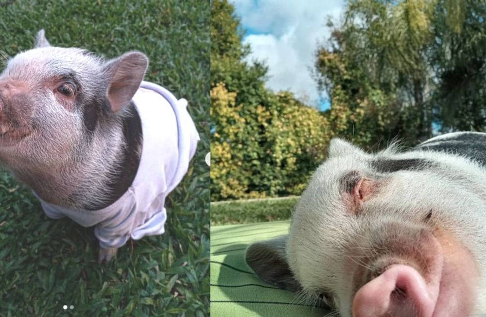 El matrimonio que dio en adopción a Roma le habían creado una cuenta de Instagram donde publicaban todas sus fotos. @the.minipig_roma.