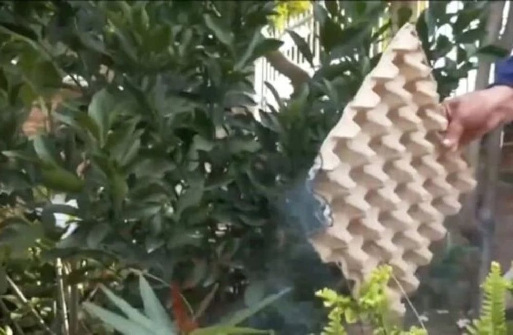 Truco infalible para ahuyentar mosquitos sin usar un espiral