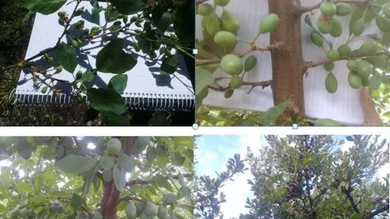 Cultivo de ciruelo europeo en Mendoza