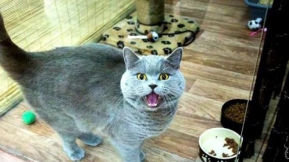 En la descripción en la plataforma de venta online, la dueña justificó el alto precio al decir que se debe a que el animal “cumple deseos”.