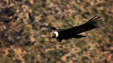 Los Andes | Altos en el cielo: impresionantes imágenes de una nueva edición del censo de cóndores andinos en Mendoza. Foto: Instagram @conservacioncondorandino