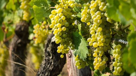 La uva Sauvignon Blanc nació en Francia y es una de las más sembrada en el mundo.
