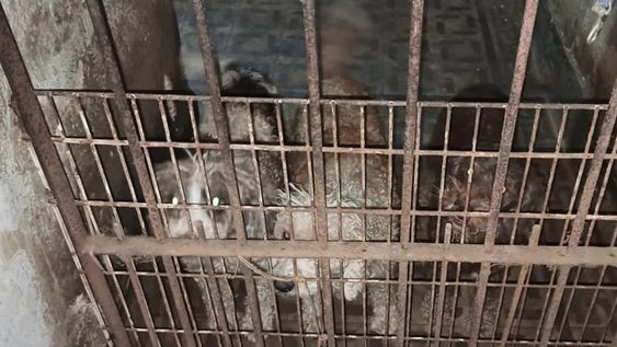 Los animales rescatados fueron acogidos por las ONGs Callejeros casa quiere, Red 4 patas y Ayudacan, para luego ser entregados en adopción responsable, sintetizó la información.Foto: Noticias Argentinas - Ministerio Público Fiscal CABA.