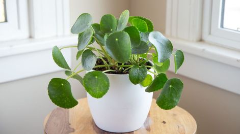 Los Andes | planta del dinero feng shui