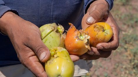 El granizo ocasionó daños en la producción agrícola en Mendoza, especialmente en la zona Este.