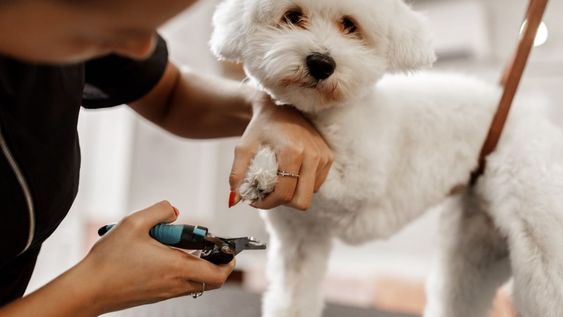 Cortarle las uñas a tus perros es una cuestión de higiene y evita problemas de salud.