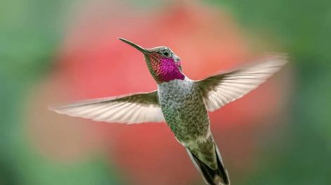 No es una teoría futurista, sino que la ciencia advierte que estamos presenciando la evolución en tiempo real sobre las aves.