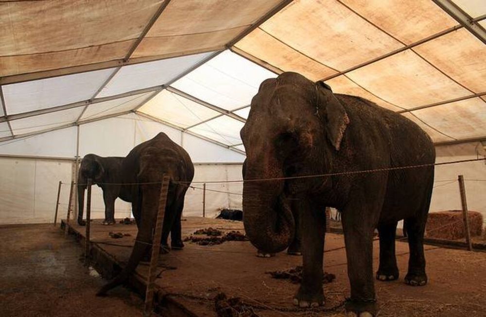 Una elefanta se escapó del circo y mató a un hombre