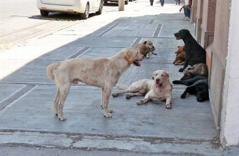 Los perros callejeros se acurrucaron junto a un hombre que volcó con su moto y lo cuidaron hasta que lo encontró la policía. (Imagen ilustrativa)