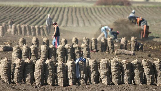 La plataforma concentrará datos de las propiedades utilizadas para la producción vitícola, frutícola, hortícola y forrajera, entreotras.