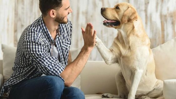 Horóscopo: ¿Hay una mascota ideal para cada signos? Los astros dicen que sí