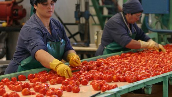 Tomate para la industria