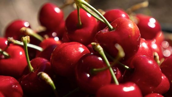 Cerezas mendocinas cosechadas en Perdriel, Lujan de Cuyo. Foto: Ignacio Blanco / Los Andes
