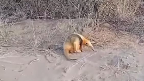 Oso hormiguero fue encontrado al sur de Las Catitas (Gentileza Enzo González)