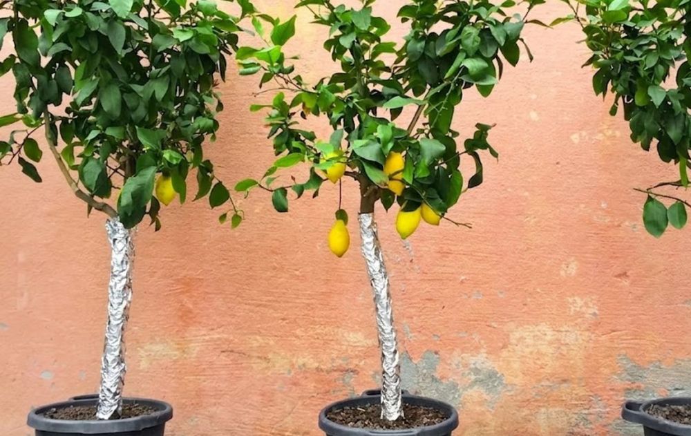 Este sencillo truco puede contribuir a mantener el limonero en mejores condiciones durante la temporada de invierno.